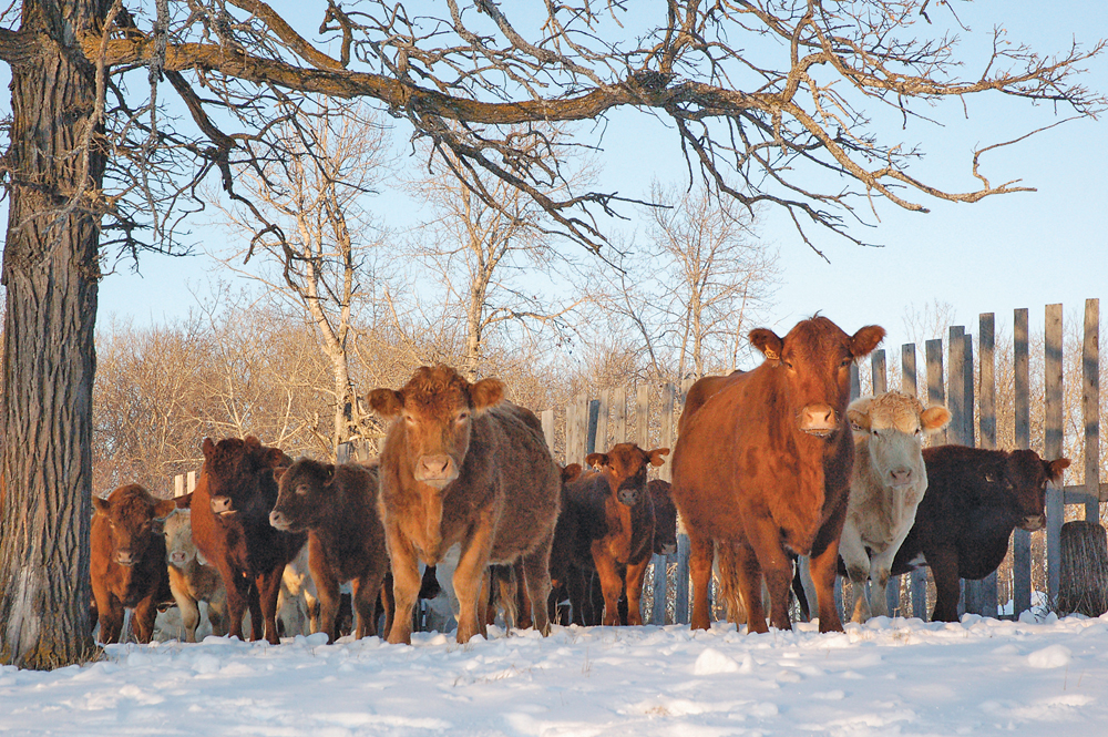 Beef Producers sees carbon policy as a win, but still has some worries
