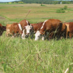 Young ranchers and farmers are struggling to access land in the face of competition from large and well-established operations the Manitoba Beef Producers heard.