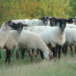 Manitoba sheep producers hope to make some major inroads in developing value-added for their industry with a proposed new initiative.