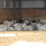 The MSA’s Vision 2020 — a five-point strategy for sector development — includes the goal of developing more educational resources for producers to learn how to keep flock health optimal, boost productivity and improve farm profitability.