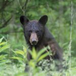 Improper bear baiting is bringing the predators into contact with livestock, leading to losses, producers say.