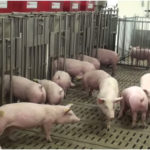 pigs feeding