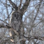 Great grey owl.