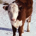 Finding out who’s the father is taking on new importance for herd managers looking for better results at lower cost.