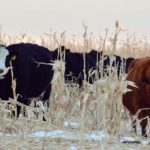 Corn grazing gets a moment in the spotlight during a Manitoba Beef and Forage Initiatives extended grazing tour.