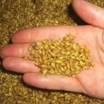 malting barley