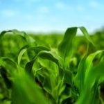 Young Maize Corn Crops Leaves in Field
