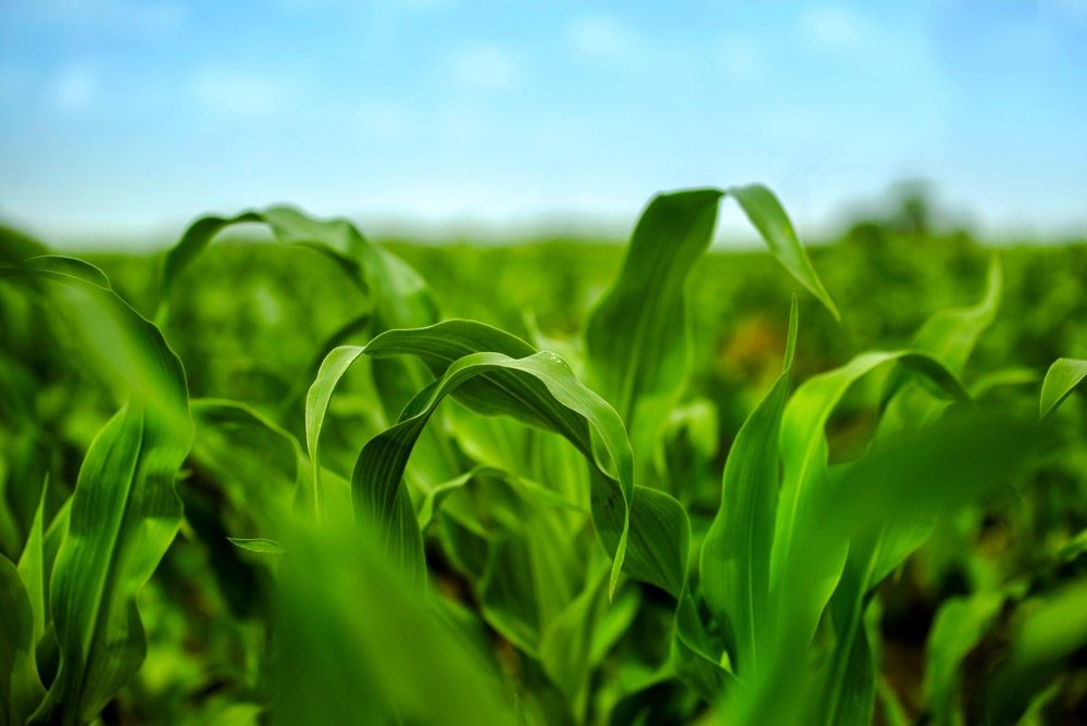 Young Maize Corn Crops Leaves in Field