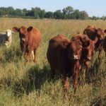 Yearlings and dry ewes graze on rotational perennials -- grass plants, legumes, and forbs -- at Menoken Farm, a demonstration farm just east of Bismarck, N.D.