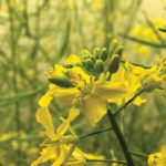Comparing canola flowers opening under control and high nighttime temperature allows researchers to understand the different impacts of stress on yield.