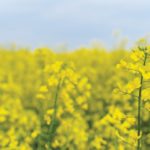 Canola up on weaker loonie, increased export chatter