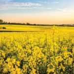 Canola draws strength from weaker Canadian currency