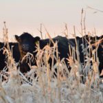 Cattle at Manitoba Beef and Forage Initiatives chow down on standing corn at the Brookdale research farm.