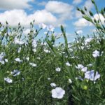 Flax Council of Canada clarifies its transition