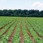 Soy Canada wants to see soybean acres grow quickly over the next decade. 