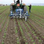 A robotic weeder in a vegetable field near Davis, California. The rows must be very straight and precise for the weeder to properly do its job.