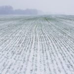 Scant snow cover and a recent cold blast doesn’t necessarily spell doom for winter wheat this year.
