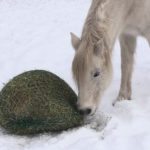 Slow feeders come in all shapes and sizes but all are designed to even out a horse’s food consumption.
