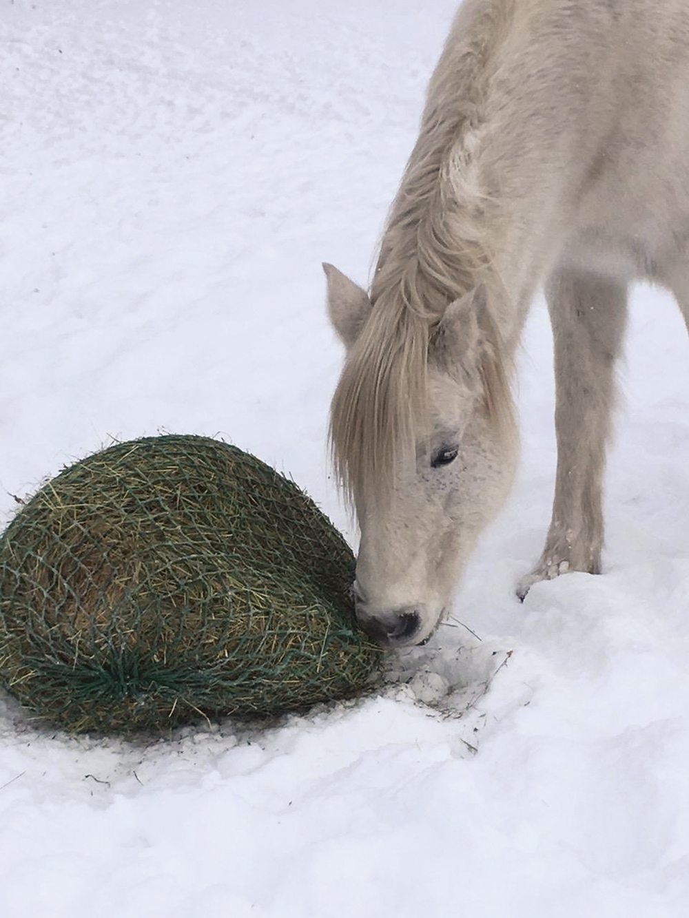 Slow feeders come in all shapes and sizes but all are designed to even out a horse’s food consumption.