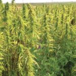 Hairy vetch blooms mingle with hemp plants in WADO’s hemp-legume intercrop trials this year.