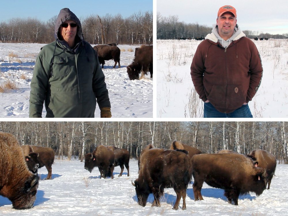 VIDEO: Challenges and rewards in Manitoba&#8217;s bison industry