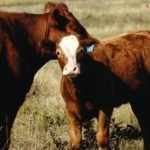 calf and caow