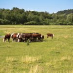 Manitoba’s new Crown land leasing system for grazing is getting a cautious endorsement from the province’s beef industry. 
