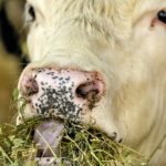 Nip forage diseases at the bud