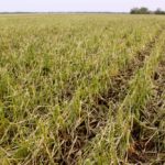 A field of wheat felled by hail. Producers at the meeting referred to some of the insured prices as