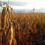 Small crop insurance payout in 2017