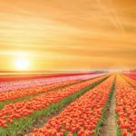 Flowering plants are the largest, most important and newest type of plants.