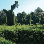 Kudzu, or Japanese arrowroot, is an invasive vine that climbs and encases anything it encounters, including native vegetation like these trees in Mississippi. It’s sometimes called ‘the vine that ate the South.’