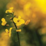 Bearish factors outweigh bullish news in canola