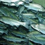 Recent research says fish, like these chinook salmon, may be the better source of omega-3 fatty acids.