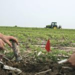 Students pull up a round of litter bags and root cores from the cereal  rye-soybean plot.