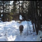 This image was taken from a trail camera set up in the park.