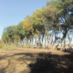 The Stanley Soil Management Association has created a site in the RM of Stanley to demonstrate the merits of pruning and thinning windbreaks rather than removing them.