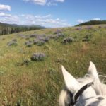 Fatty acids as far as the eye can see. Abundant sources of balanced fats for horses are found in fresh grasses and forage.
