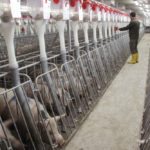A worker checks sows on a large-scale pig farm owned by the Xinguangan company in Wuxuan county,
Guangxi province, China, December 14, 2017.