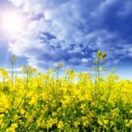 canola field