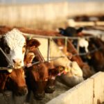 Beef producers get trade rundown at AGM