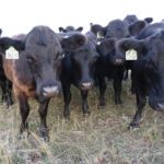 Cows will be doing their part for beef research and marketing — those sold after April 1 will be subject to an extra $1.50 checkoff to fund those areas.
