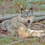 Manitoba beef producers say the government needs to tackle a growing predation problem from wolves and other large predators.