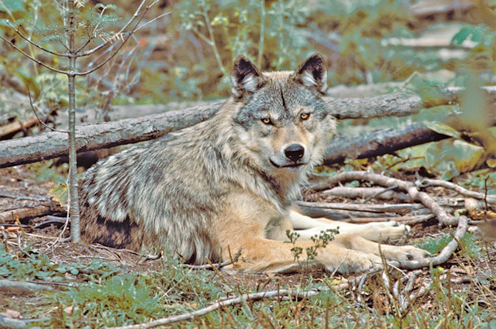 Manitoba beef producers say the government needs to tackle a growing predation problem from wolves and other large predators.