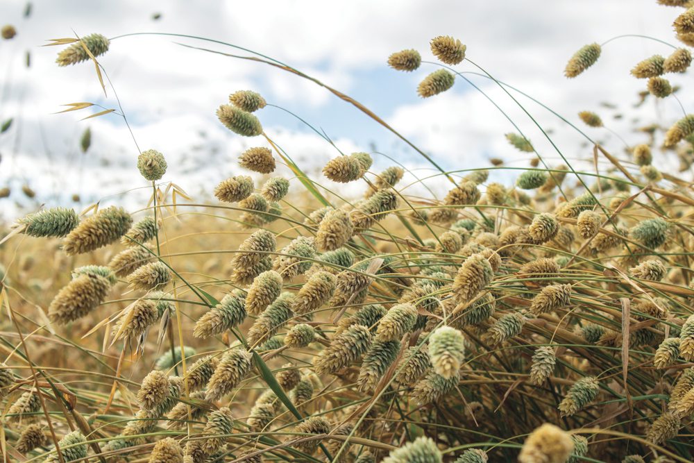 Canadian canary seed producers have new options for their crop.