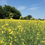 Canola Growers kick-starts cash advance program