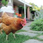 Backyard chicken flocks are under-regulated, according to a recent U.S. study.