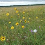 AMCP land use practices such as prescribed burns are helping to maintain native grasslands, significant plant diversity and key habitat for numerous species at risk.