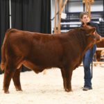 Amy Bonchuk of AJB Livestock won the President’s Classic Bull Jackpot Gelbvieh Champion at the Canadian Western Agribition.