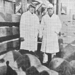 Commission markets first hogs via teletype